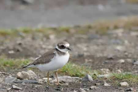 Thumbnail of Ringed Plover